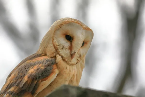 Gros Plan Sur Hibou Des Clochers Hibou Des Clochers Tyto — Photo