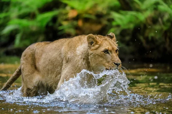 Retrato Perto Uma Leoa Perseguindo Uma Presa Riacho Melhor Predador — Fotografia de Stock