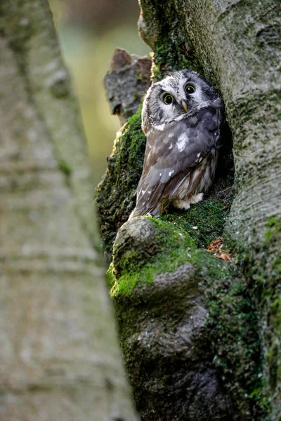 Close Portrait Tiny Brown Owl Shining Yellow Eyes Yellow Beak — Stock Photo, Image