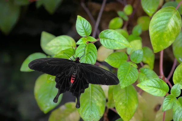 Μια Μεγάλη Τροπική Δηλητηριώδης Πεταλούδα Μαύρου Χρώματος Κόκκινα Σημάδια Ένα — Φωτογραφία Αρχείου