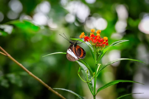 Nastrojowy Kompozycja Motyl Pomarańczowy Kwiat Przyrodniczy Środowisko Zielony Las Bokeh — Zdjęcie stockowe