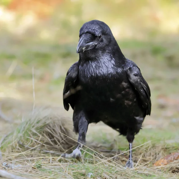 Close Portrait Black Raven Forest Common Raven Corvus Corax — Stock Photo, Image