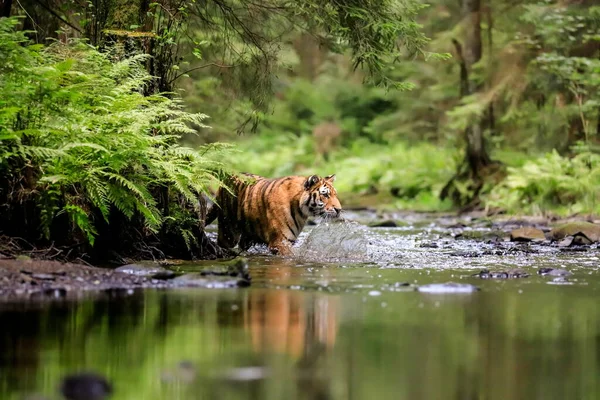 世界上最大的猫 西伯利亚虎 在一条小溪中的一片绿林中捕猎 自然环境中的顶级捕食者 Panthera Tigris Altaica 免版税图库图片