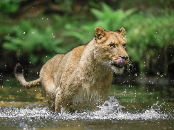 一只母狮在小溪中追逐猎物的特写 自然环境中的顶级捕食者 狮子座 图库照片