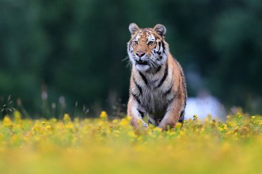 Dünyanın en büyük kedisi, Sibirya kaplanı, Panthera Tigris Altaica, sarı çiçeklerle dolu bir çayır boyunca kameraya doğru koşuyor. Doğanın en iyi yırtıcısının empresyonist sahnesi..