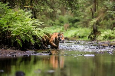 Dünyanın en büyük kedisi, Sibirya kaplanı, yeşil bir ormanın ortasında bir derede avlanır. Doğal ortamdaki en yırtıcı hayvan. Panthera Tigris Altaica.
