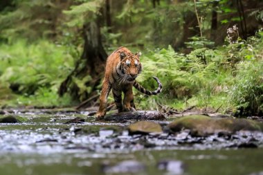 Dünyanın en büyük kedisi, Sibirya kaplanı, yeşil bir ormanın ortasında bir derede avlanır. Doğal ortamdaki en yırtıcı hayvan. Panthera Tigris Altaica.