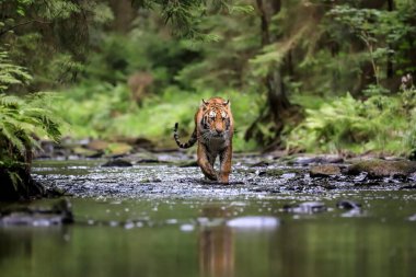 Dünyanın en büyük kedisi, Sibirya kaplanı, yeşil bir ormanın ortasında bir derede avlanır. Doğal ortamdaki en yırtıcı hayvan. Panthera Tigris Altaica.