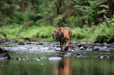 Dünyanın en büyük kedisi, Sibirya kaplanı, yeşil bir ormanın ortasında bir derede avlanır. Doğal ortamdaki en yırtıcı hayvan. Panthera Tigris Altaica.