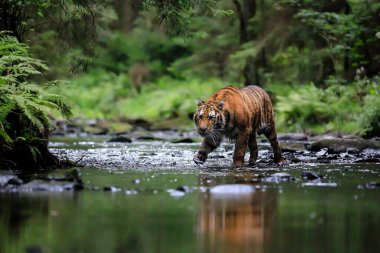 Dünyanın en büyük kedisi, Sibirya kaplanı, yeşil bir ormanın ortasında bir derede avlanır. Doğal ortamdaki en yırtıcı hayvan. Panthera Tigris Altaica.