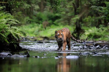 Dünyanın en büyük kedisi, Sibirya kaplanı, yeşil bir ormanın ortasında bir derede avlanır. Doğal ortamdaki en yırtıcı hayvan. Panthera Tigris Altaica.