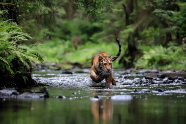 Dünyanın en büyük kedisi, Sibirya kaplanı, yeşil bir ormanın ortasında bir derede avlanır. Doğal ortamdaki en yırtıcı hayvan. Panthera Tigris Altaica.