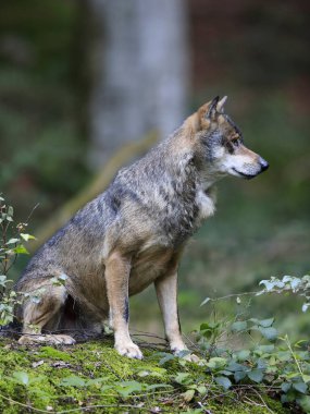 Yeşil bir ormanın doğal ortamında kurdun yakın plan portresi. Avrupa gri kurdu, Canis lupus.