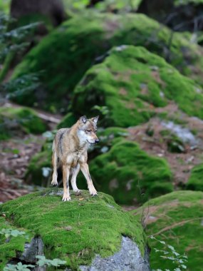 Yeşil bir ormanın doğal ortamında kurdun yakın plan portresi. Avrupa gri kurdu, Canis lupus.