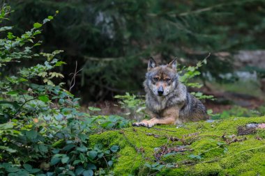 Yeşil bir ormanın doğal ortamında kurdun yakın plan portresi. Avrupa gri kurdu, Canis lupus.