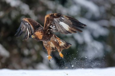 Doğal ortamda uçan Altın Kartal 'ın yakın plan portresi, kış zamanı, Aquila Chrysaetos.