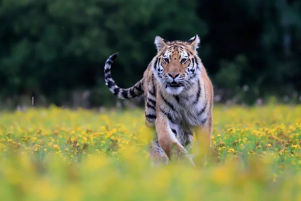 Gato Más Grande Del Mundo Tigre Siberiano Panthera Tigris Altaica —  Fotos de Stock