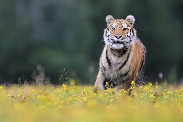 世界上最大的猫 西伯利亚虎 Panthera Tigris Altaica 穿过一片布满黄色花朵的草地 径直奔向摄像机 自然界中顶级掠食者的印象主义场景 — 图库照片