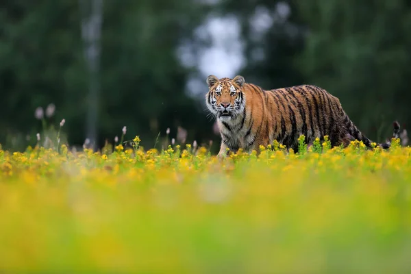 Maior Gato Mundo Tigre Siberiano Panthera Tigris Altaica Correndo Através — Fotografia de Stock