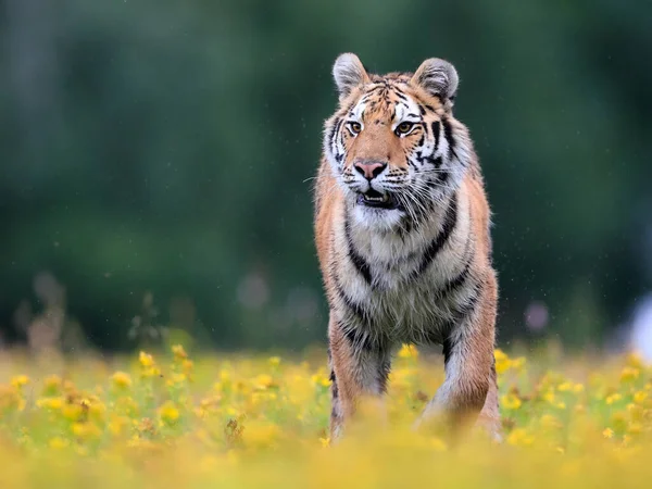 世界最大の猫 シベリアトラ パンテラTigris Altaicaは カメラに直接黄色の花でいっぱいの牧草地を走っています 自然の中でトップ捕食者の印象的なシーン — ストック写真