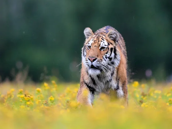 세계에서 고양이인 시베리아 호랑이 Panthera Tigris Altaica 노란색 초원을 가로질러 — 스톡 사진