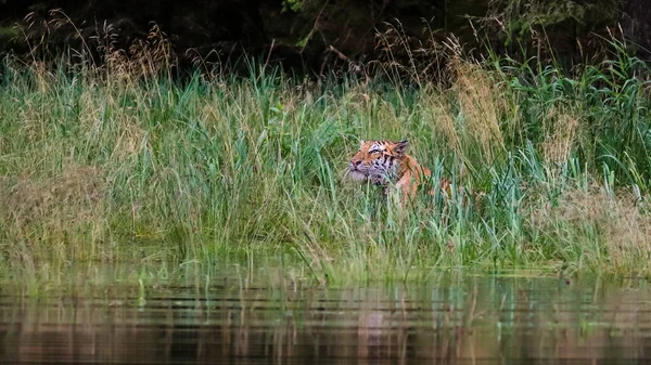 Siberische Tijger Panthera Tigris Altaica Jaagt Een Meer Midden Van — Stockfoto