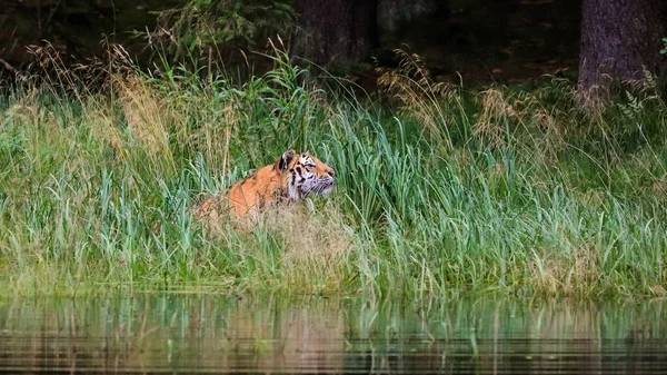 Сибирский Тигр Пантера Тигр Алтайка Охотится Озере Среди Зеленой Травы — стоковое фото