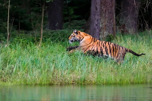 Siberian Tiger Panthera Tigris Altaica Hunts Lake Green Grass Top — Stock Photo, Image