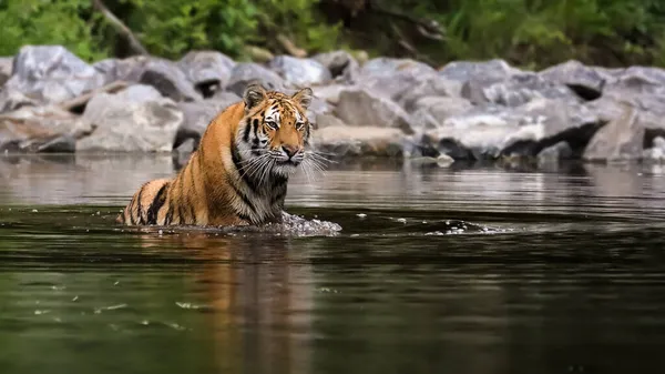 世界上最大的猫 西伯利亚虎 在一条小溪中的一片绿林中捕猎 自然环境中的顶级捕食者 Panthera Tigris Altaica — 图库照片