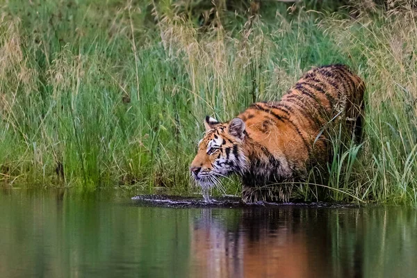 Sibiřský Tygr Panthera Tigris Altaica Loví Jezeře Uprostřed Zelené Trávy — Stock fotografie