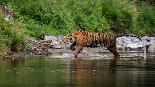 Největší Kočka Světě Sibiřský Tygr Loví Potoce Uprostřed Zeleného Lesa — Stock fotografie