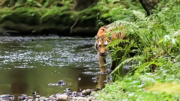 Largest Cat World Siberian Tiger Hunts Creek Green Forest Top — Stock Photo, Image