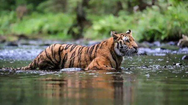 Világ Legnagyobb Macskája Szibériai Tigris Egy Patakban Vadászik Egy Zöld — Stock Fotó