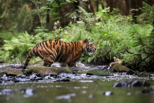 Largest Cat World Siberian Tiger Hunts Creek Green Forest Top — Stock Photo, Image