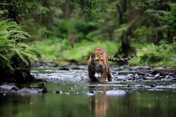 Dünyanın en büyük kedisi, Sibirya kaplanı, yeşil bir ormanın ortasında bir derede avlanır. Doğal ortamdaki en yırtıcı hayvan. Panthera Tigris Altaica.