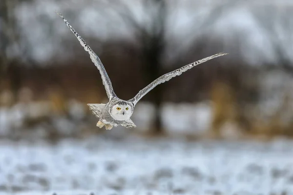 一只巨大而强壮的白色猫头鹰 长着大大的黄色眼睛和宽阔的翅膀 在雪地的草原上飞翔 大雪猫头鹰 布波扫描仪 — 图库照片