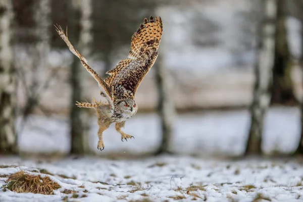 Eine Riesige Kräftige Blonde Eule Mit Riesigen Orangefarbenen Augen Fliegt — Stockfoto