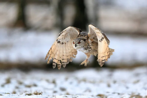 Huge Strong Blonde Owl Huge Orange Eyes Flying Directly Photographer — Stock Photo, Image