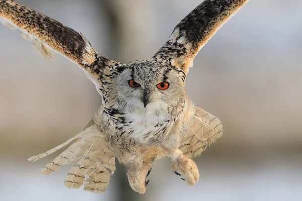 Huge Strong Blonde Owl Huge Orange Eyes Flying Directly Photographer — Stock Photo, Image