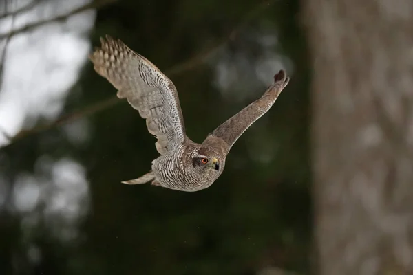 Karanlık Bir Ormanda Uçan Yırtıcı Kuş Yakın Plan Portre Goshawk — Stok fotoğraf