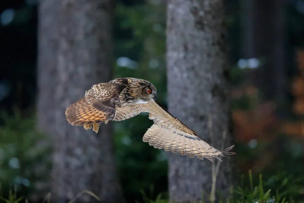 赤と緑の木々の背景に森を飛んで巨大な赤い目を持つ大きな強い茶色のフクロウ ユーラシア イーグル フクロウ ボブボ — ストック写真