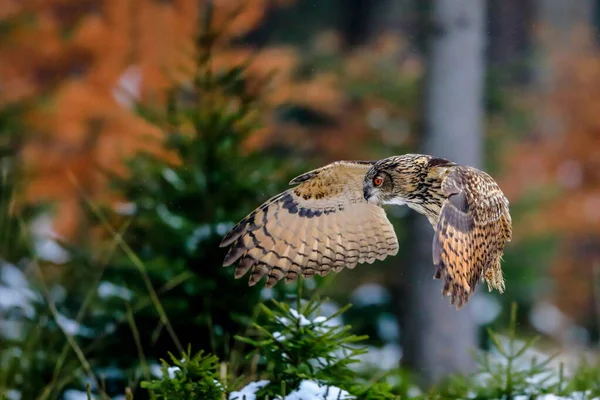 Great Strong Brown Owl Huge Red Eyes Flying Forest Red — Stock Photo, Image