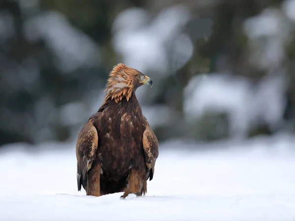 Close Portrait Golden Eagle Natural Environtment Winter Time Aquila Chrysaetos — Stock Photo, Image