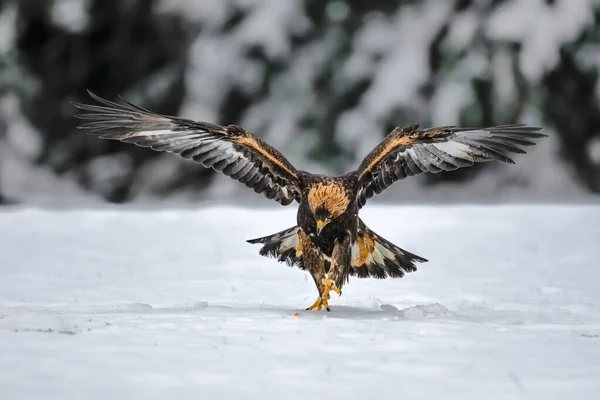 Close Portrait Golden Eagle Flying Natural Environtment Winter Time Aquila — Stock Photo, Image