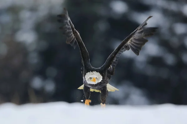 겨울에는 머리를 뒤에는 눈덮인 날으는 Bald Eagle 미국의 Haliaeetus Leucocephalus — 스톡 사진