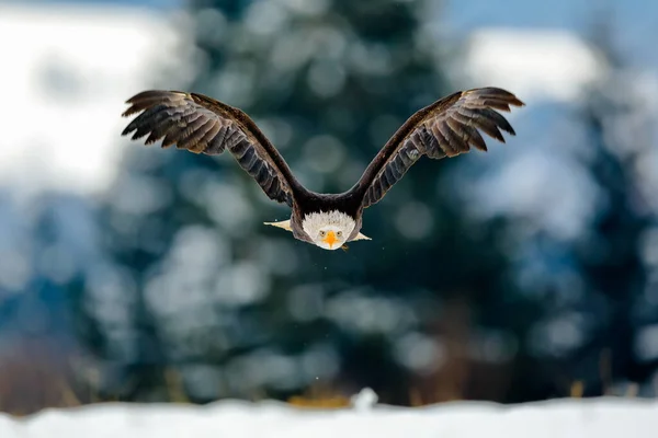 Great Strong Flying Bird Prey White Head Winter Time Snowy — Stock Photo, Image