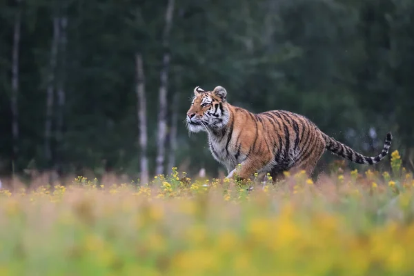 Tigre Siberiano Gato Más Grande Del Mundo Corriendo Por Prado —  Fotos de Stock