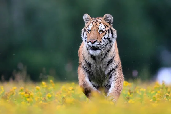 世界上最大的猫 西伯利亚虎 Panthera Tigris Altaica 穿过一片布满黄色花朵的草地 径直奔向摄像机 自然界中顶级掠食者的印象主义场景 图库照片