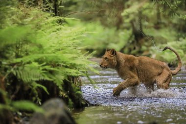 Derede avını kovalayan bir dişi aslanın yakın plan portresi. Doğal ortamdaki en yırtıcı hayvan. Aslan, Panthera leo.
