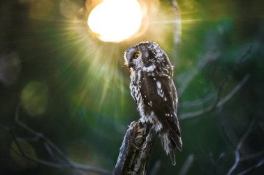 Sonbahar havasını düşün. Güneş güçlü arka planda ağaçların arasından parlıyor, güzel bir bokeh oluşturuyor, ve ışınlar küçük bir baykuşun portresiyle kesişiyor. Sıkıcı baykuş, Tengmalm Baykuşu, Aegolius funereus